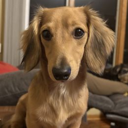 Dachshund puppies from Remarkable Doxies