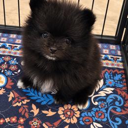 Ocean - Black male Pomeranian puppy in Chelsea, Oklahoma from Kathy's Precious Poms