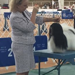 Havanese All Grown Up from Margaret Shafferman