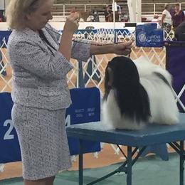Havanese All Grown Up from Margaret Shafferman
