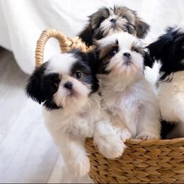 Shih Tzu Puppies from The Family Shih Tzu