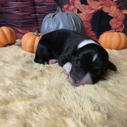 Romano - Black and white male Border Collie puppy in Avilla, Indiana from Borderline Kennels