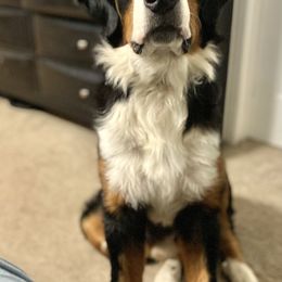 Bryce - Bernese Mountain Dog