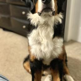 Bryce - Bernese Mountain Dog