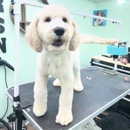 Labradoodle Puppies from Four Paws Down