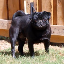 Bear - Black male Pug puppy in Winnsboro, Texas from Southern pugs