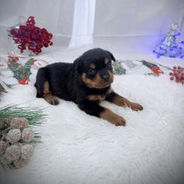 Buzz - Black and mahogany male Rottweiler puppy in Denver, Colorado from DR