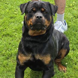 Rottweiler puppies from Vom Peiffley Rottweilers, LLC