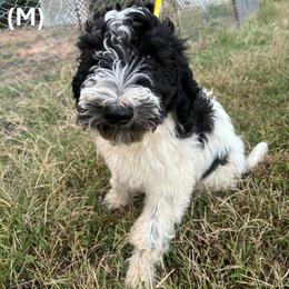 Jack Daniels (JD) - Parti male Goldendoodle puppy in Water Valley, Mississippi from Olympian Doodles