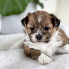 Maltipoo, Shichon, and Shihpoo Puppies from Timbercreek Puppies