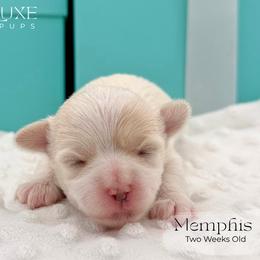 Memphis - White and lemon male Morkie puppy in Scottsdale, Arizona from Lil Luxe Pups