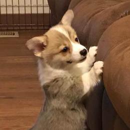 Pembroke Welsh Corgis from Brnayr Pembroke Welsh Corgis