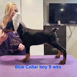 Blue collar- sold - male Doberman Pinscher puppy in Suffolk County, New York from Kalora Dobermans