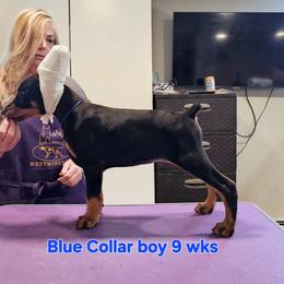 Blue collar- sold - male Doberman Pinscher puppy in Suffolk County, New York from Kalora Dobermans