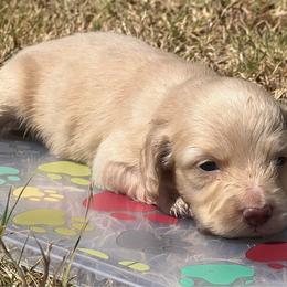 Toppy - Black collar - Cream male Dachshund puppy in Durant, Oklahoma from Rockin’ S Kennel