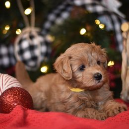 Aussiedoodle, Goldendoodle, and Miniature Australian Shepherd Puppies from JMR Aussies and Doodles