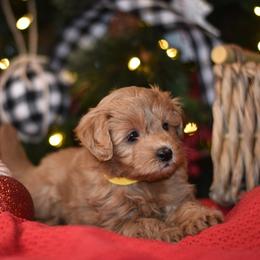 Aussiedoodle, Goldendoodle, and Miniature Australian Shepherd Puppies from JMR Aussies and Doodles