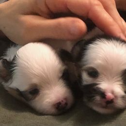 Pomeranian Puppies from Yates Pomeranians