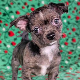 Kristoff - Merle male Chihuahua puppy in West New York, New Jersey from Pixie’s Magical Puppies