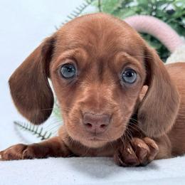 Lucas - Dapple male Dachshund puppy in Lynn, Indiana from StorSma Farms