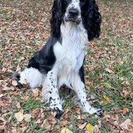 Warren - English Springer Spaniel
