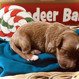 Holly - Red  female Goldendoodle puppy in Bradenton, Florida from Christianna’s Mini Goldendoodles