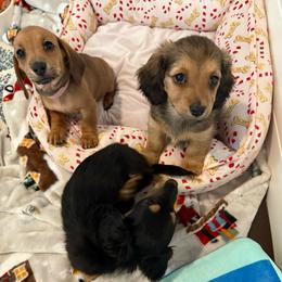 Shaded red longhair female mini - Sable female Dachshund puppy in Manteca, California from Sweet and Low Dachshunds