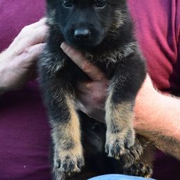 Boy 2 - Bi-color German Shepherd puppy in Bloomington, Indiana from Zu Treuen Händen, Working German Shepherd Dogs