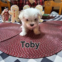 Buford - White male Maltese puppy in Terrell, Texas from PBJ Farms