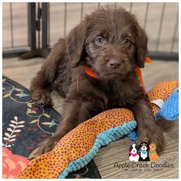 Pick 6 is open. F1 Labradoodle puppies..OFA-Genetics-2 yr warranty. - Chocolate male Labradoodle puppy in Jeddo, Michigan from Apple Creek Doodles