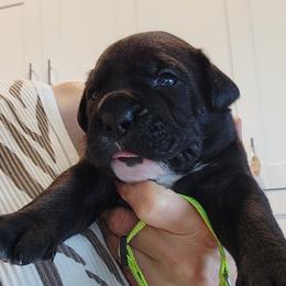 Everlasting Dream - Black female Cane Corso puppy in Palm Coast, Florida from Northgold Cane Corso