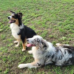 Australian Shepherd puppies from Red Wagon Aussies