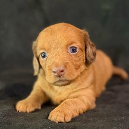 Olivia - Red female Dachshund puppy in Hope, Arkansas from JK Kennel