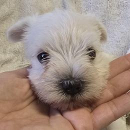 White Girl 1 Cleo new name Lilly - White female Miniature Schnauzer puppy in Spring Hill, Florida from Suncoast Miniature Schnauzers