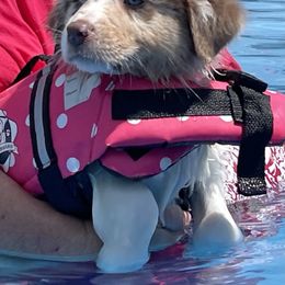 Australian Shepherd Puppies from Double BarH