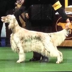 English Setter All Grown Up from Blu'Star English Setters