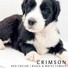 Crimson aka CC - female Australian Mountain Doodle puppy in Tipton, Indiana from Country Creek Doodles