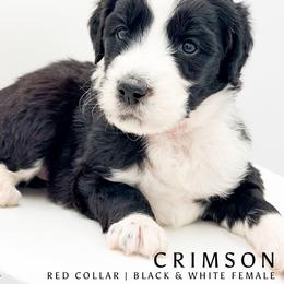 Crimson aka CC - female Australian Mountain Doodle puppy in Tipton, Indiana from Country Creek Doodles