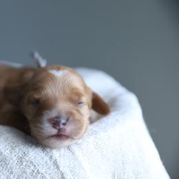 Jenny - Red female Cockapoo puppy in Canastota, New York from Silver City Cockapoos