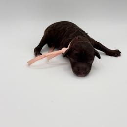 Godiva - Brown female Poodle puppy in Southampton, New Jersey from Lavishly Loved Pets LLC