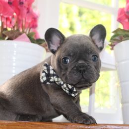 French Bulldog Puppies from 5th Avenue French Bulldogs