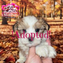 ADOPTED - Piebald male Morkie puppy in Asheville, North Carolina from Miniature Blessings