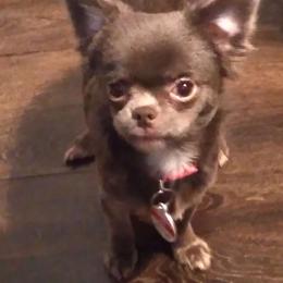 Iris - Chihuahua
