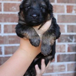 Black collar - Black and red male German Shepherd puppy in Mount Vernon, Missouri from German Haus German Shepherds LLC