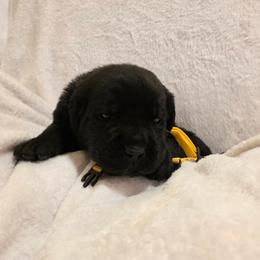 Yellow Collar - Black male Cane Corso puppy in Pylesville, Maryland from Safe Haven Cane Corso
