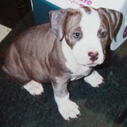 American Pit Bull Terrier Puppies from Kaotic APBTs