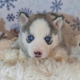 Girl 3 - Gray and white female Siberian Husky puppy in Hebron, Kentucky from Glacier Run Huskies