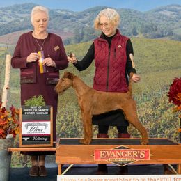 Enola - Irish Terrier
