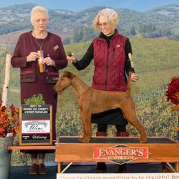 Enola - Irish Terrier