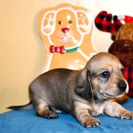 Atlas - Cream male Dachshund puppy in Homosassa, Florida from SAN’S Dachshunds